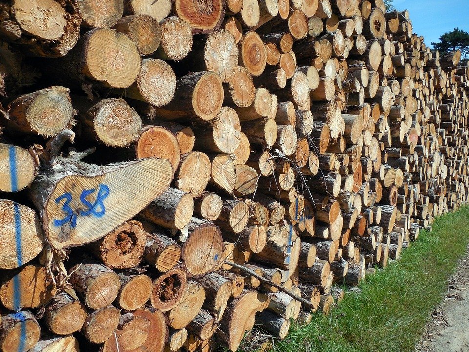 Buy and Sell Wood Forestry